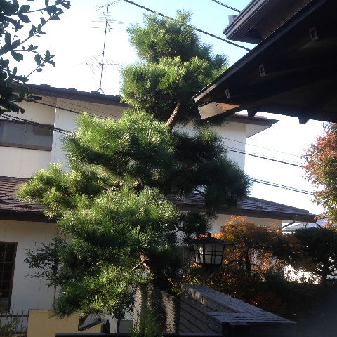 植木伐採・剪定工事